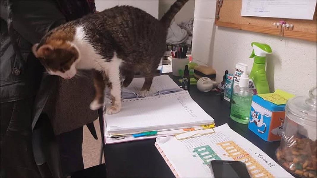 Kattenpraat
