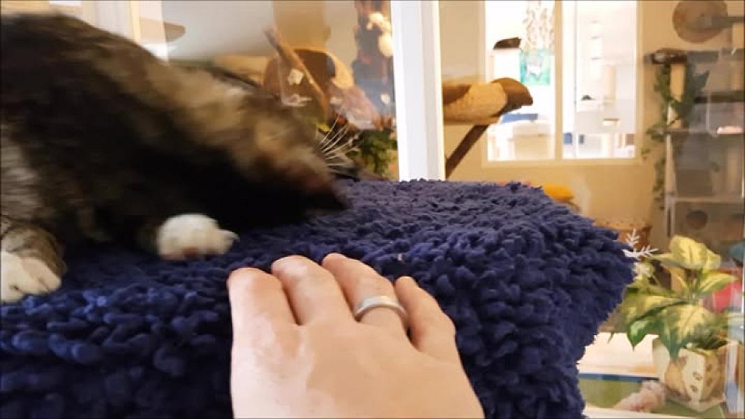 Kattenpraat