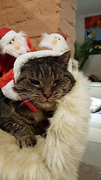 Kattenpraat