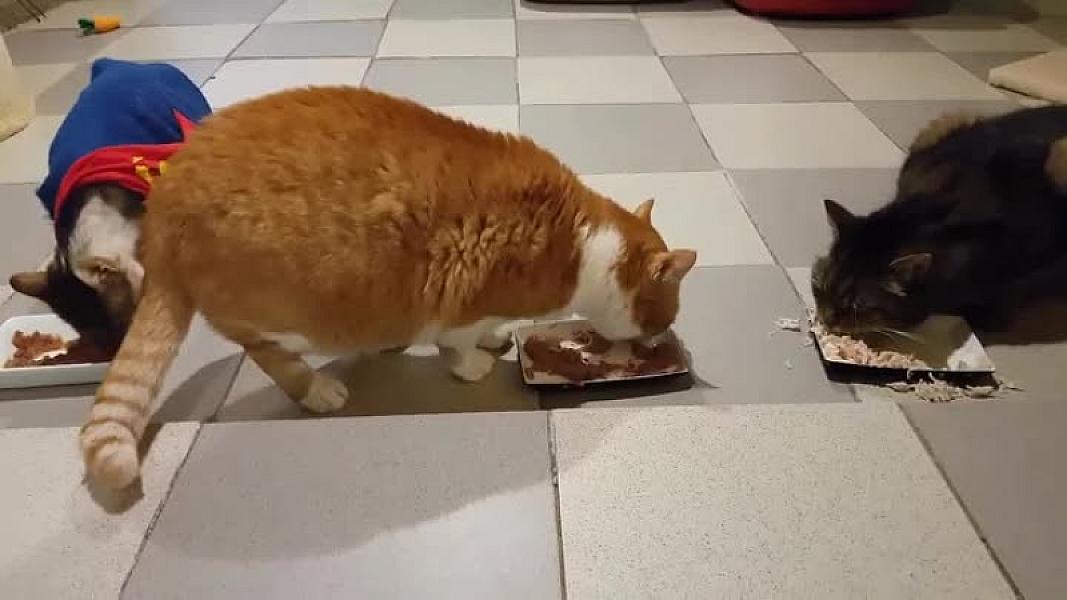 Kattenpraat