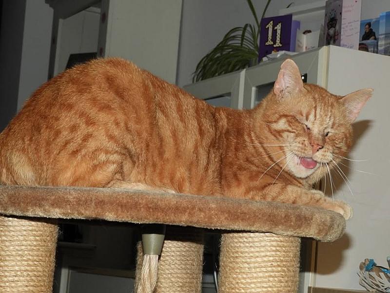 Kattenpraat