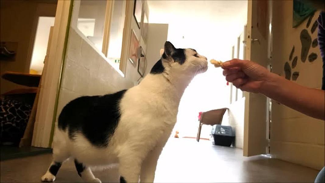 Kattenpraat