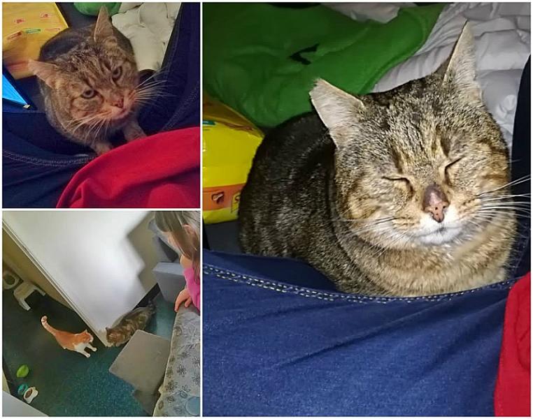 Kattenpraat