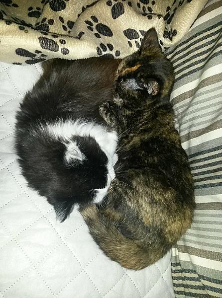 Kattenpraat