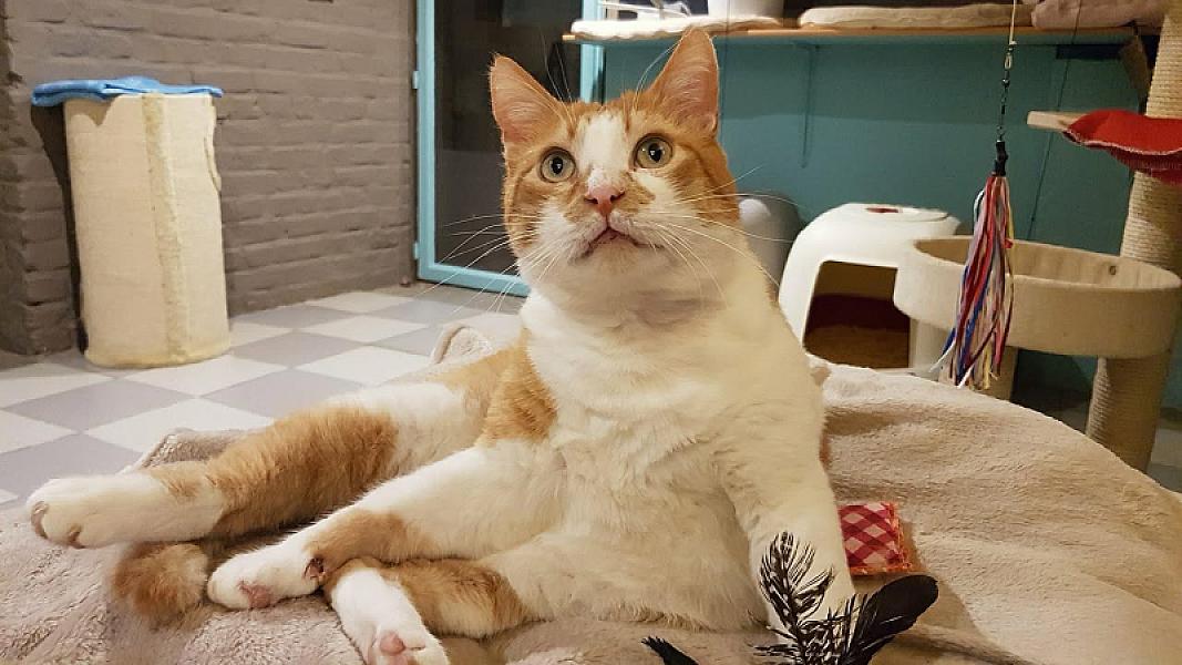 Kattenpraat
