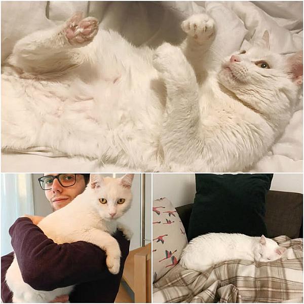 Kattenpraat