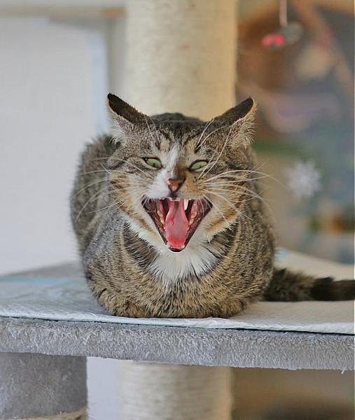 Kattenpraat