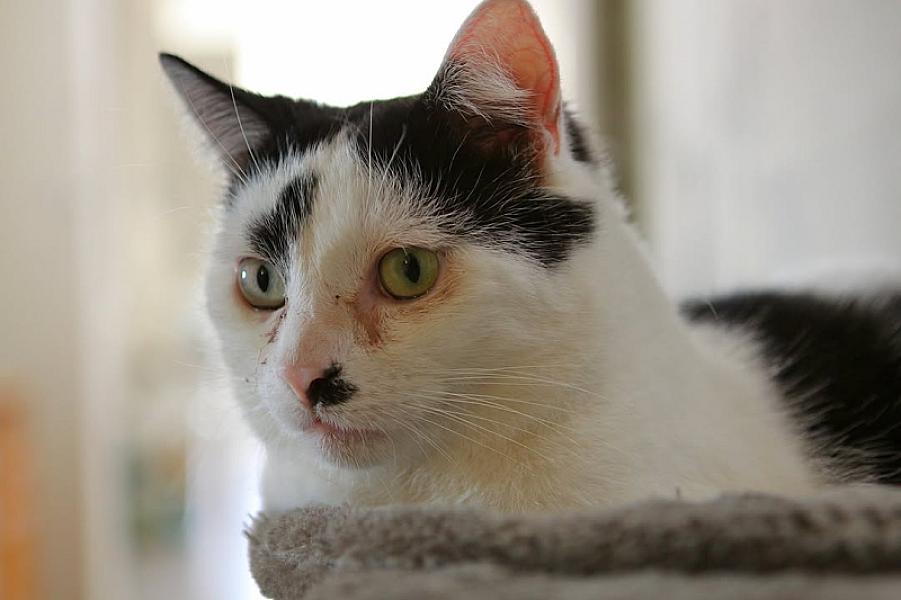 Kattenpraat