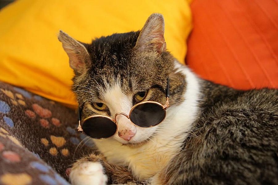 Kattenpraat