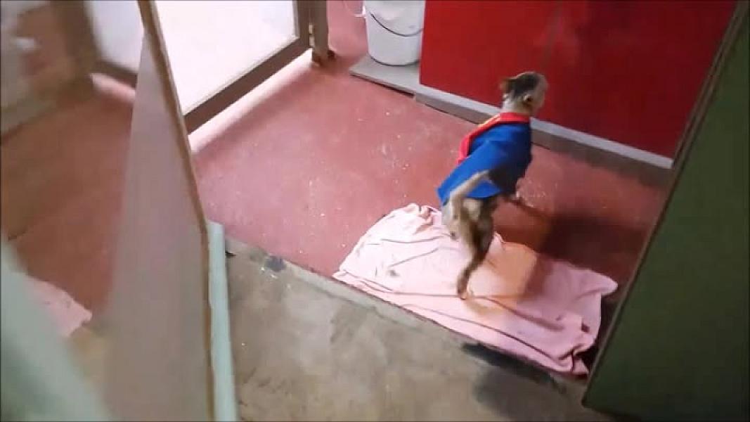 Kattenpraat