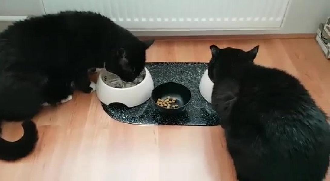 Kattenpraat