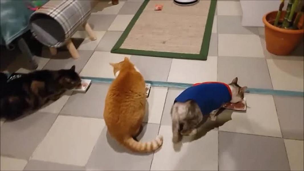 Kattenpraat
