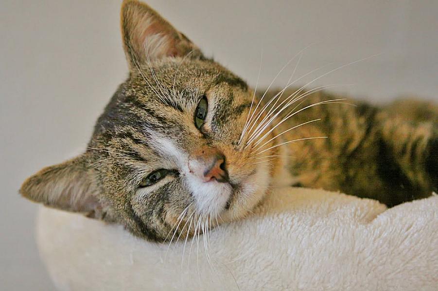 Kattenpraat