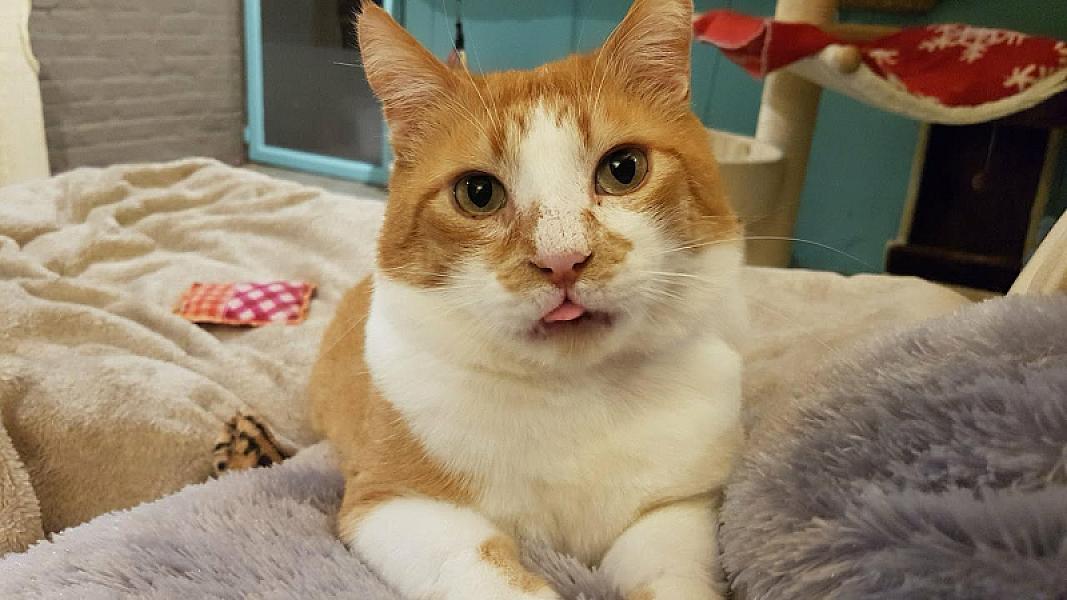Kattenpraat
