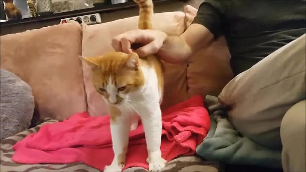 Kattenpraat