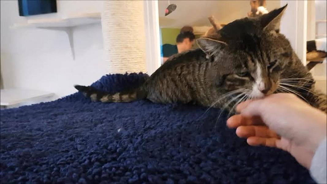Kattenpraat