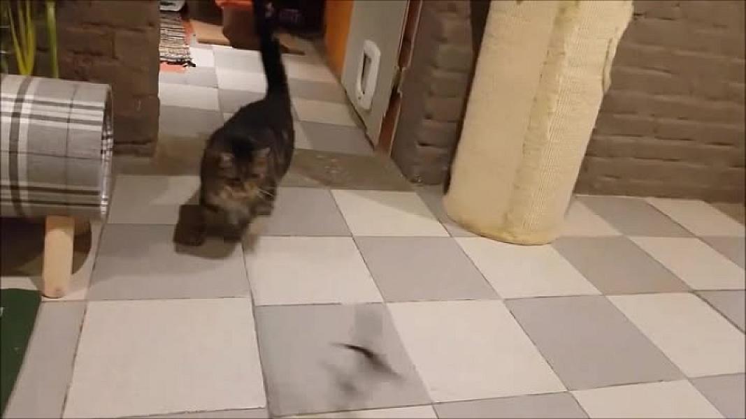 Kattenpraat