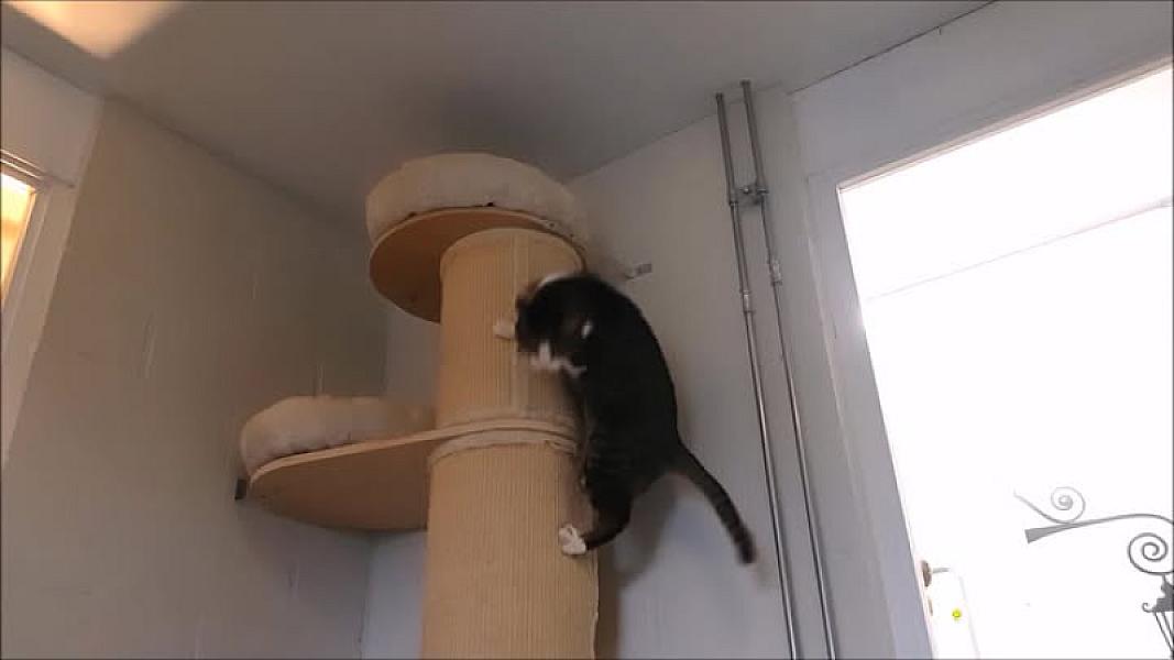 Kattenpraat