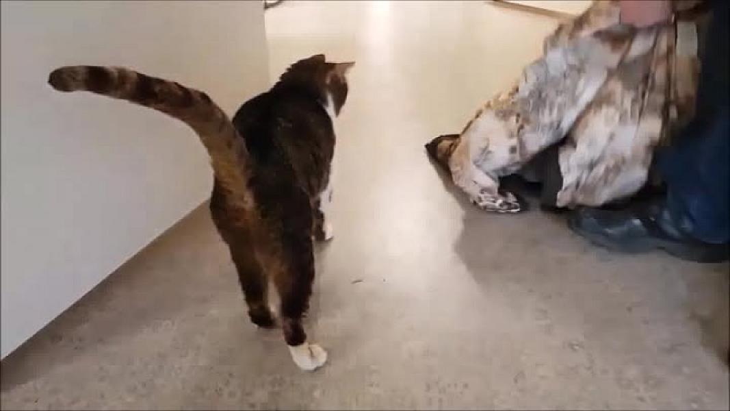 Kattenpraat