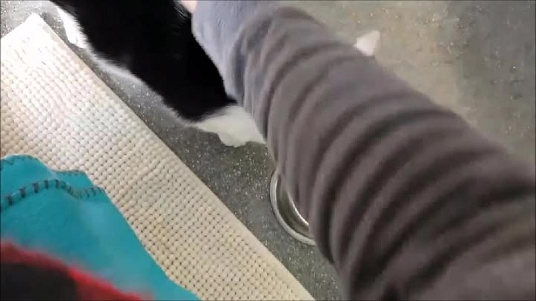 Kattenpraat