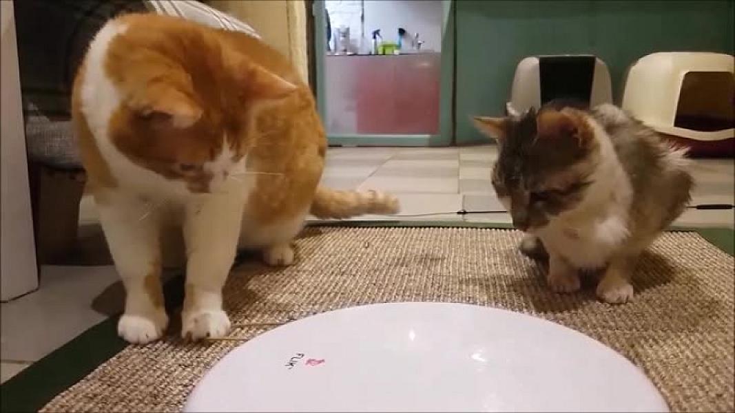 Kattenpraat