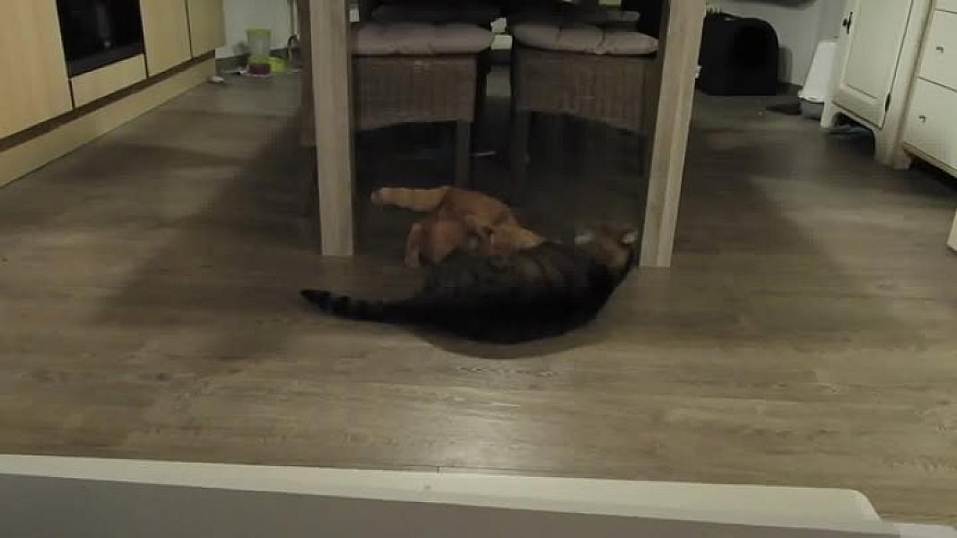 Kattenpraat