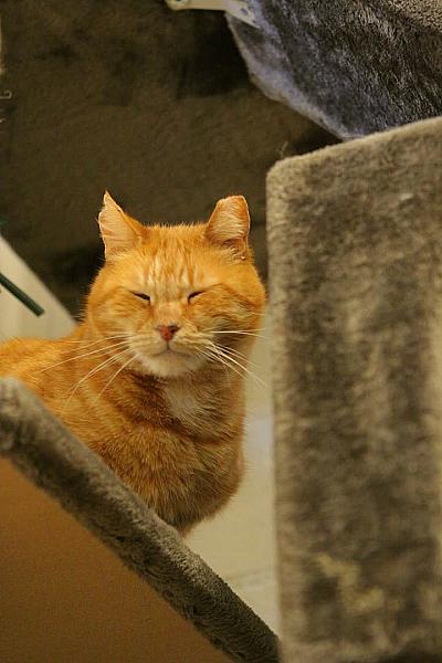 Kattenpraat