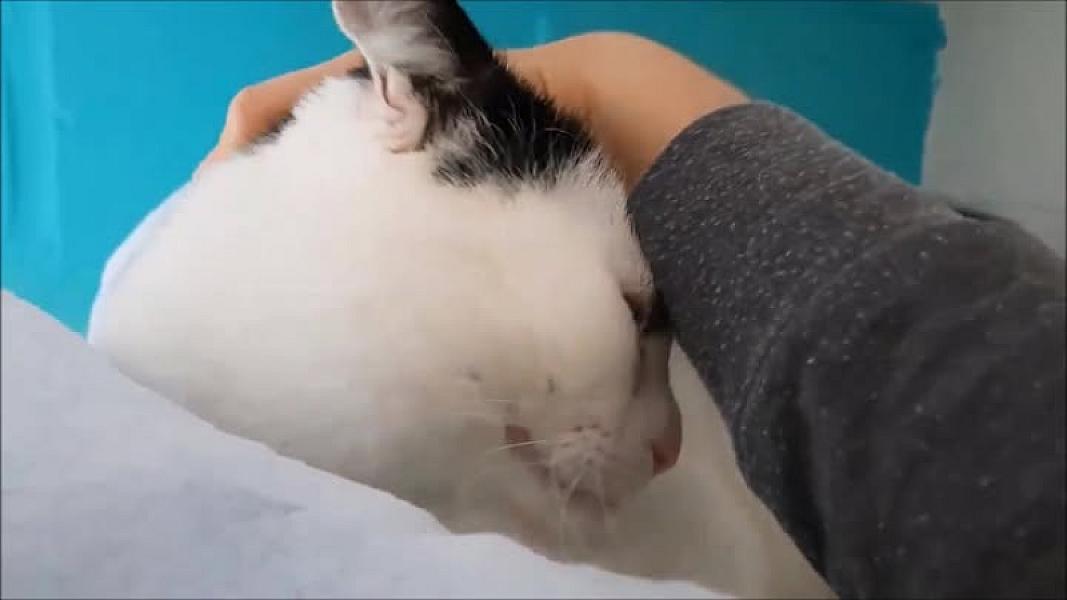 Kattenpraat
