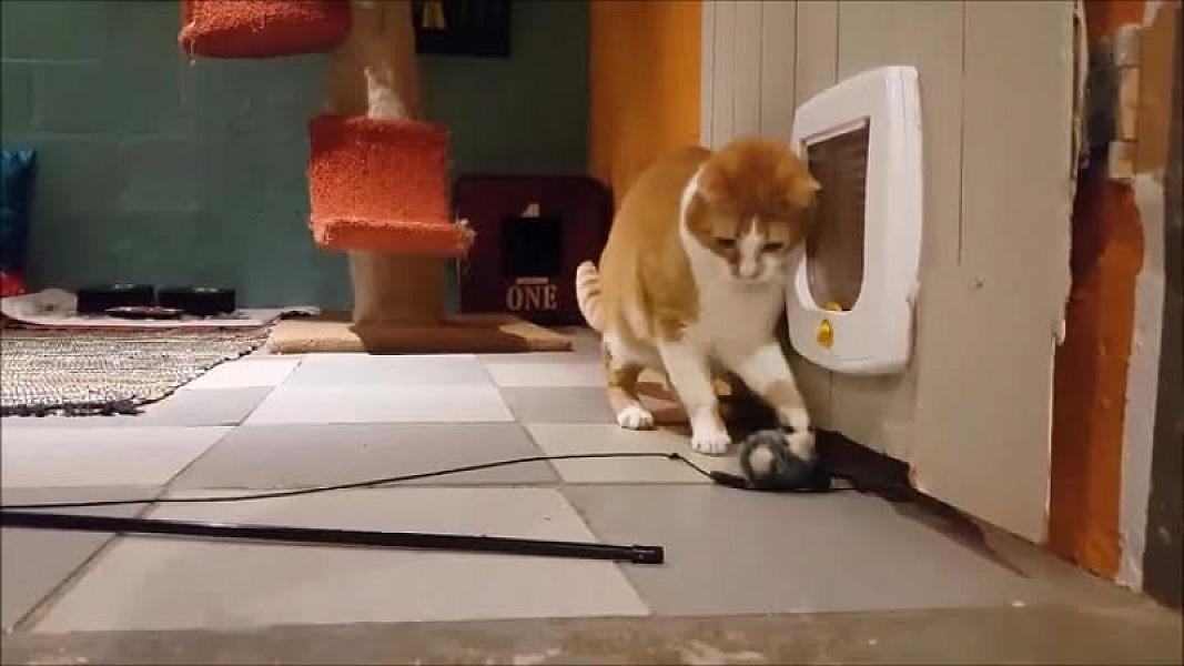 Kattenpraat