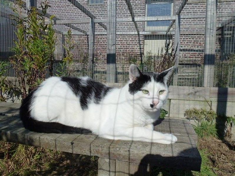 Kattenpraat