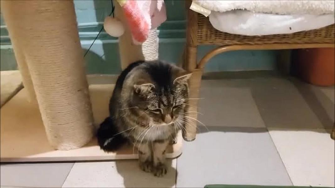 Kattenpraat