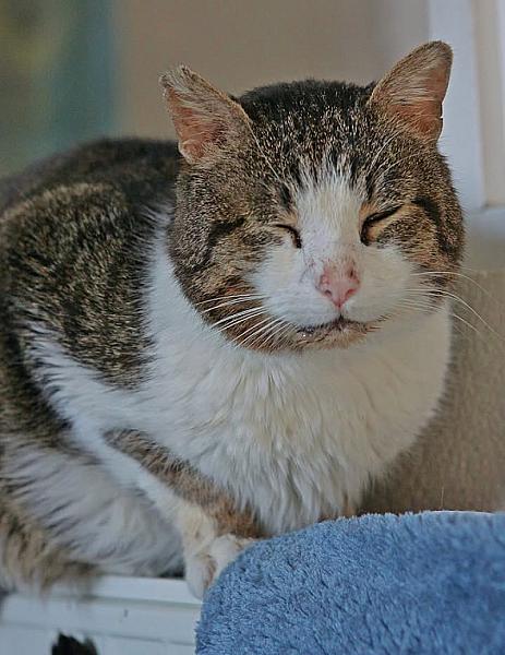 Kattenpraat