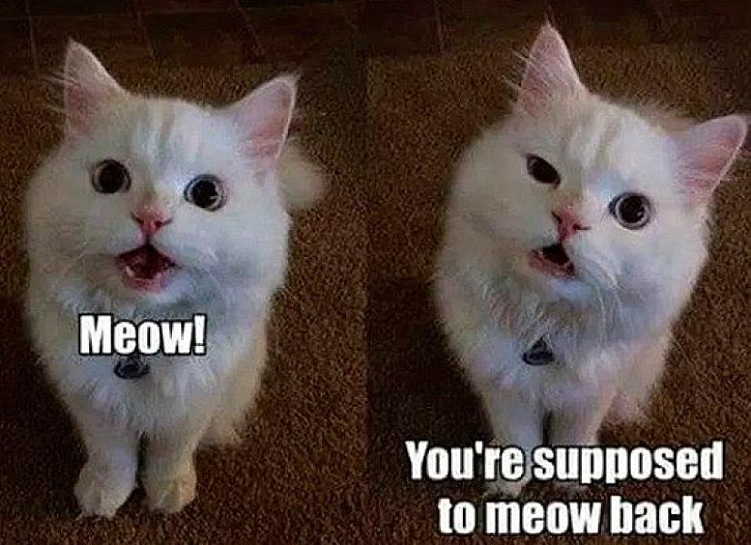 Kattenpraat