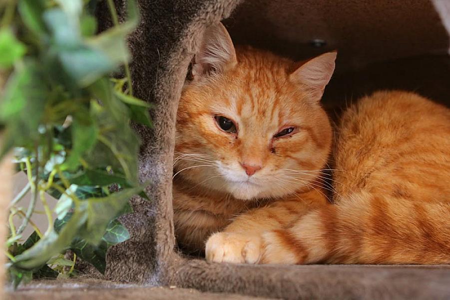 Kattenpraat