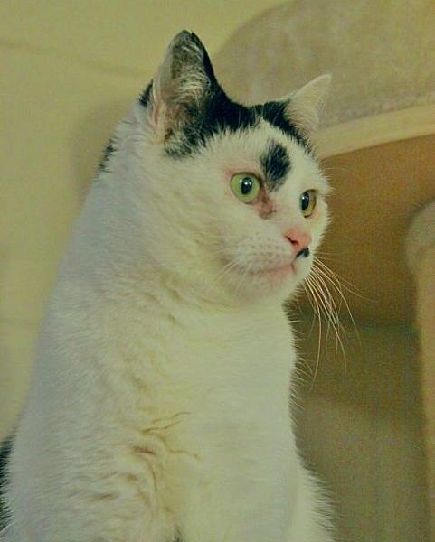 Kattenpraat