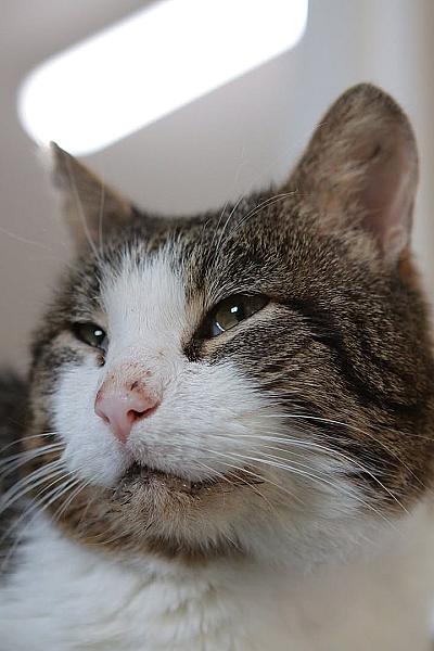 Kattenpraat