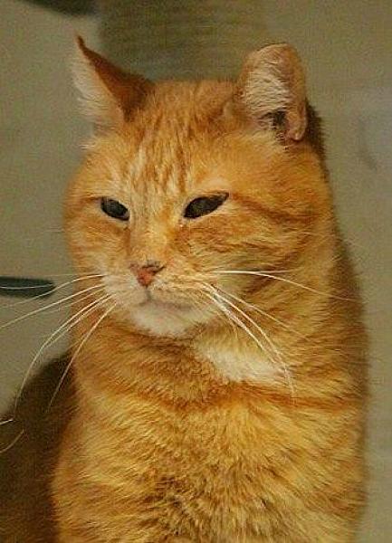 Kattenpraat