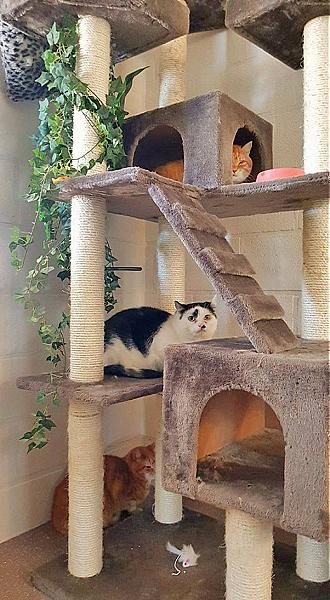 Kattenpraat