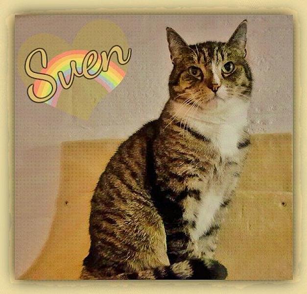 Kattenpraat