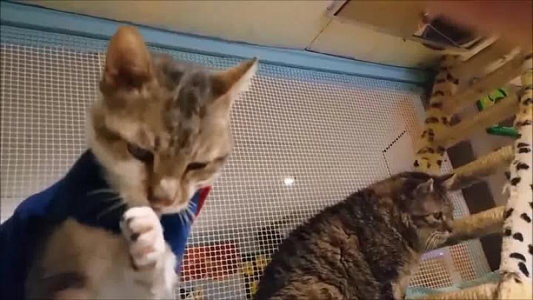 Kattenpraat