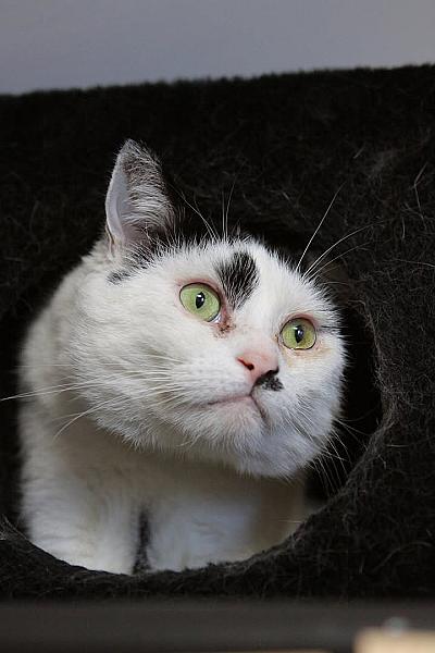 Kattenpraat