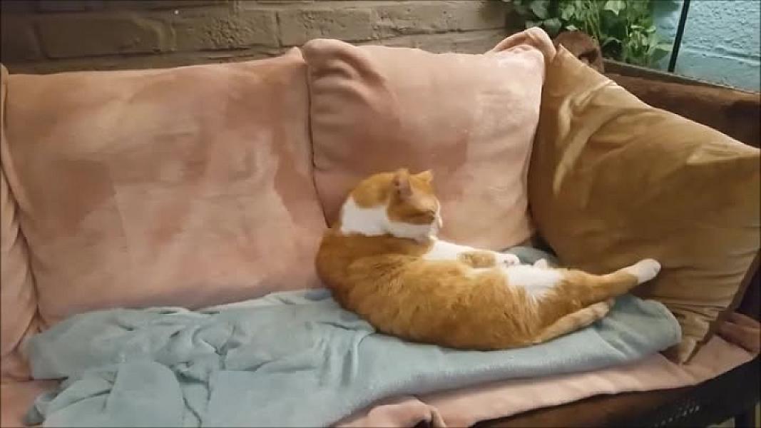 Kattenpraat