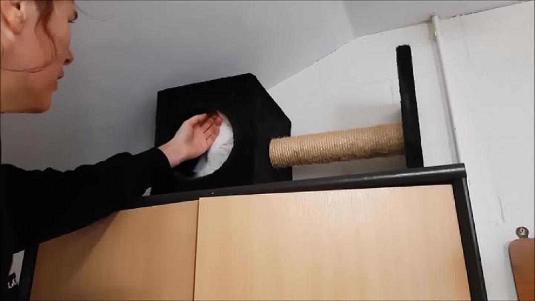 Kattenpraat