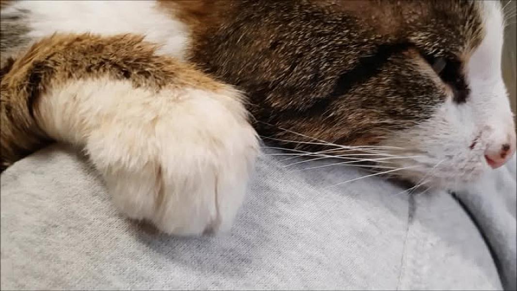 Kattenpraat