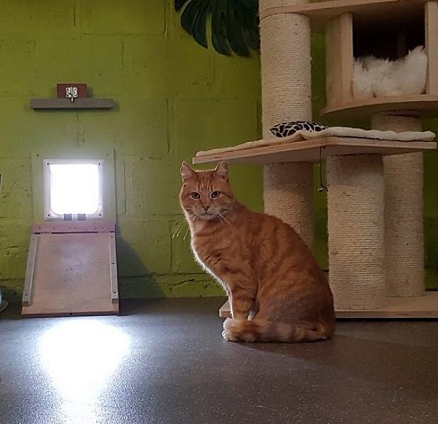 Kattenpraat