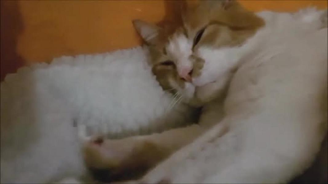 Kattenpraat