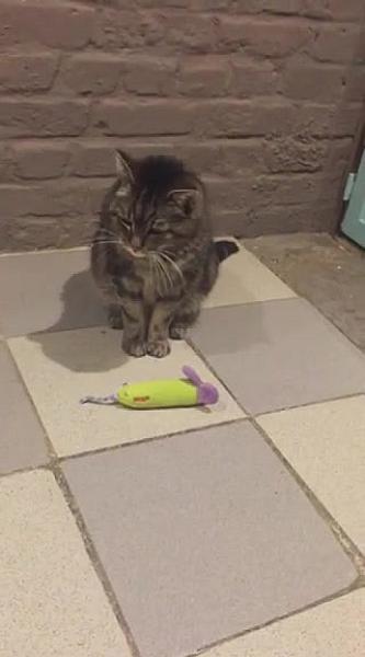 Kattenpraat