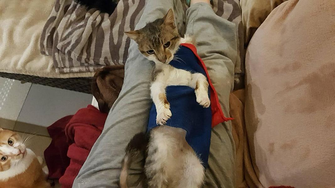 Kattenpraat