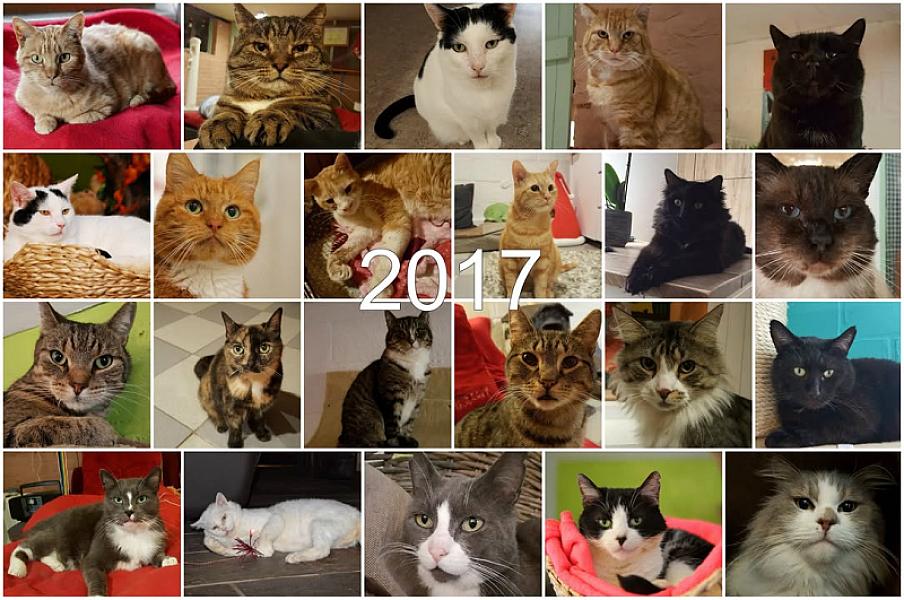 Kattenpraat