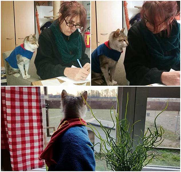 Kattenpraat